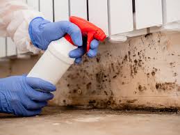 Best Black Mold Removal in Calverton, NY